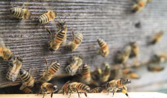 Bidfood backs British bees
