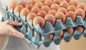 British Lion launches egg lecture plan with Westminster Kingsway College