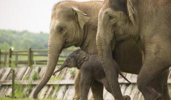 Levy Restaurants UK secures ZSL Whipsnade Zoo partnership