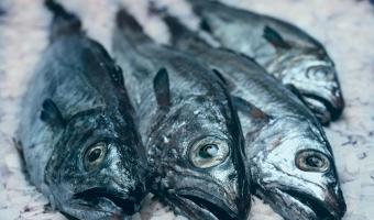 NH Case promotes sustainable fish to healthcare & education sectors  NH Case promotes sustainable fish to healthcare & education sectors