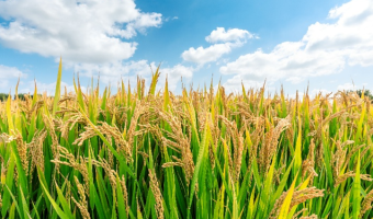 USA Rice Foundation invests in UK growth with new marketing campaign