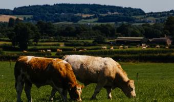 UK remains largest export market for Irish food & drink in 2025