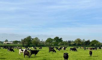 WSH encourages foodservice sector to commit to higher welfare milk 