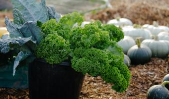 Soil Association welcomes Welsh Government’s Community Food Strategy