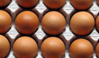 Compassion in World Farming calls on companies to commit to cage-free eggs 