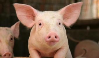 pig 