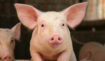 Government fails to live up to its commitments on farm antibiotics 