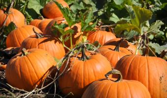 Expert reveals ‘terrifying’ amount of Halloween pumpkin waste created  