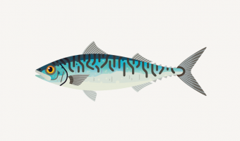 Northeast Atlantic mackerel moves to amber rating 