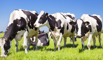 defra public sector food procurement reearch