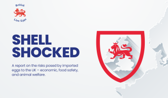 Report urges Government action on hen welfare risk from imported eggs