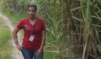 Alexia Ludford, Fairtrade, Sugar Crash report, images