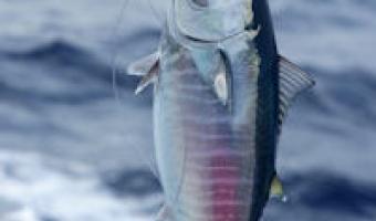 Royal Greenland invests in Canadian seafood producer