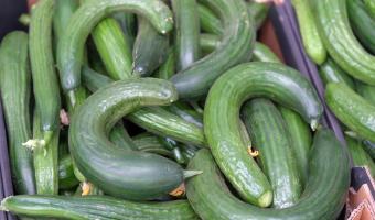 Juniper Ventures partnership redirects wonky vegetables into school meals 