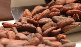 Cargill, United Biscuits, three-year partnership, cocoa, chocolate, images