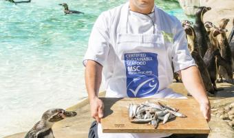 CH&Co chef Nassim Laziru celebrates MSC certification with the penguins at ZSL L