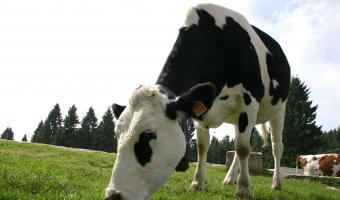 Food and Farming Day gives Hertfordshire schoolchildren taste of rural life 