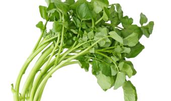 The Watercress Company takes lead on creating sustainable hospital menus