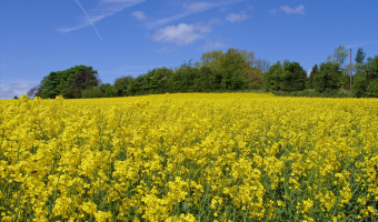 public sector catering webinar local sourcing buy British