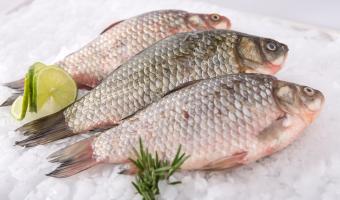 Marine Stewardship Council opens nominations for awards 