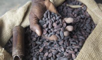 Nestle Professional sources 100% sustainable cocoa for its confectionary and bis