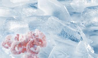 Wild Atlantic prawn chef education programme to launch at Seafood Expo