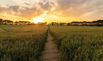 British farming 