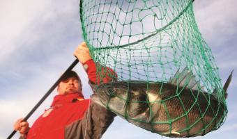 Brakes named MSC Fish Supplier of the Year for second year running