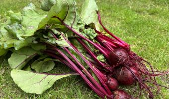 Beetroot