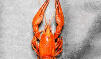 Wholesaler JJ Foodservice adds lobster, scallops & crab to range 