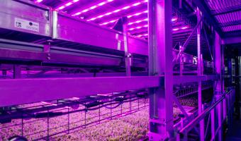 Fresh Direct continues to support ‘innovative’ technology vertical farming 