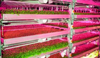 Vertical farming 