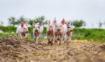 Survey reveals UK adults willing to pay more for higher welfare produce 
