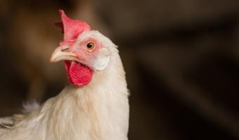 Premier Foods recognised among top performers globally on animal welfare