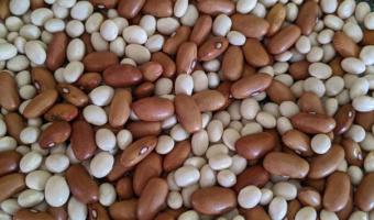 Campaign to launch in Autumn encouraging people to eat more beans