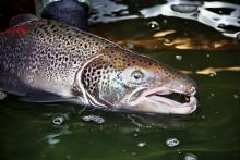 Beacon farmed salmon shortages algae norway