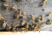 Bidfood backs British bees