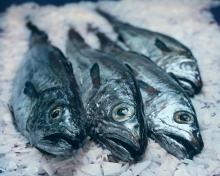 NH Case promotes sustainable fish to healthcare & education sectors 