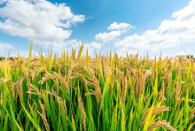 USA Rice Foundation invests in UK growth with new marketing campaign