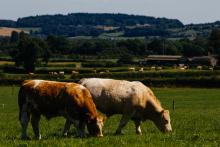 UK remains largest export market for Irish food & drink in 2025