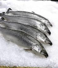 Swapping red meat for forage fish could save 750,000 lives