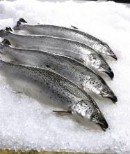 fish cga presige foodservice price index