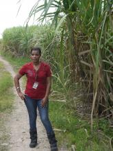 Alexia Ludford, Fairtrade, Sugar Crash report, images