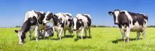 agriculture horticulture development board advertising standards authority vegan meat