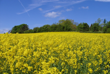 public sector catering webinar local sourcing buy British