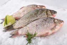 Marine Stewardship Council opens nominations for awards 