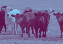 Food companies increasing importance they attach to farm animal welfare – Busine