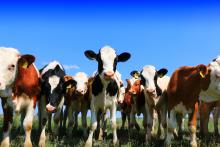 meat companies carbon taxes report fairr