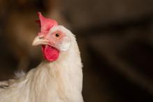 Premier Foods recognised among top performers globally on animal welfare