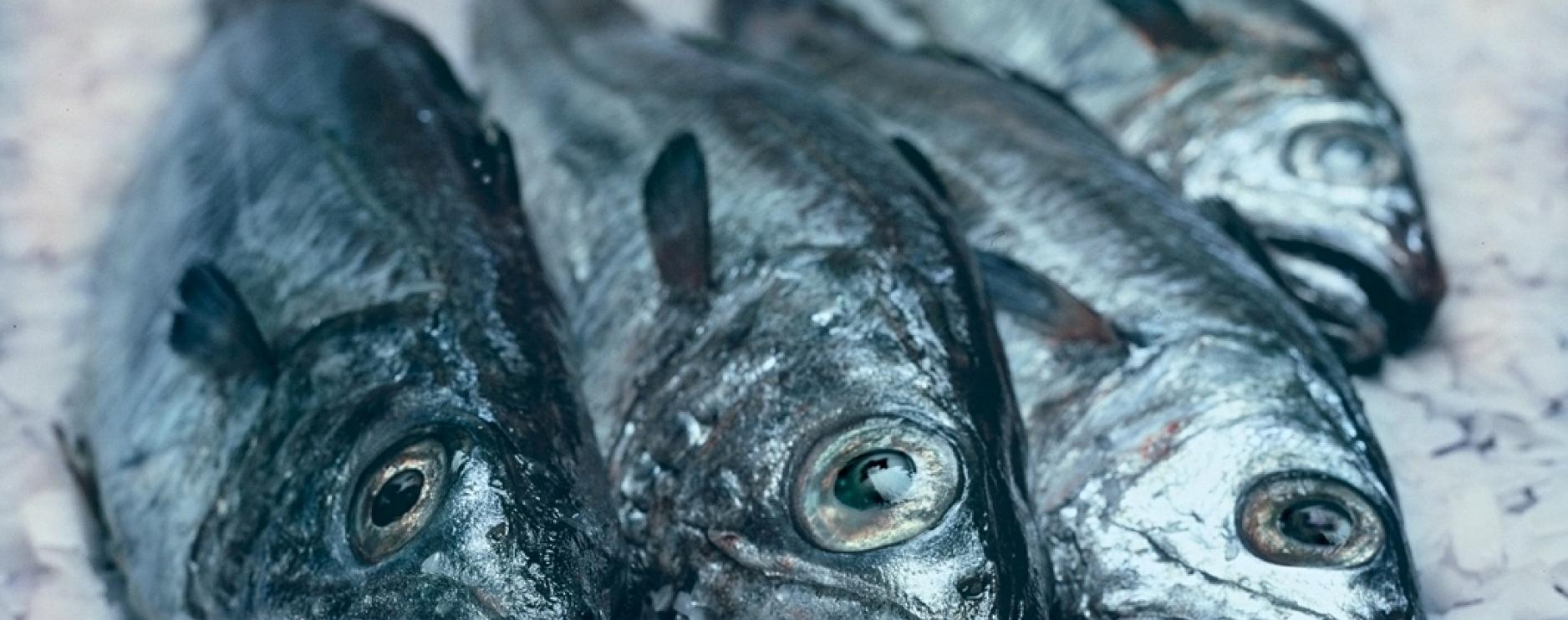 NH Case promotes sustainable fish to healthcare & education sectors 